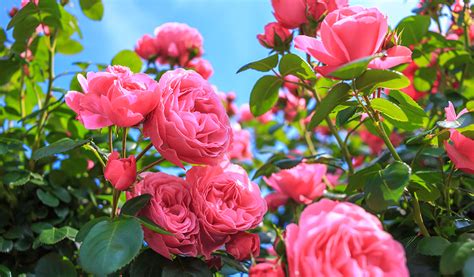 8 rosiers parfumés pour embaumer votre extérieur .